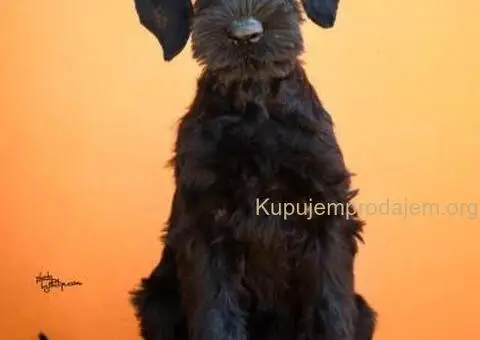 Veliki Crni Snaucer štenci - 2/15