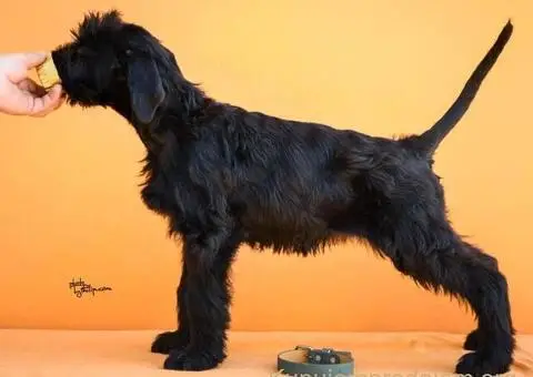 Veliki Crni Snaucer štenci - 3/15