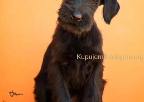 Veliki Crni Snaucer štenci - 4/15