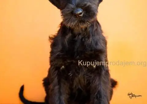 Veliki Crni Snaucer štenci - 5/15