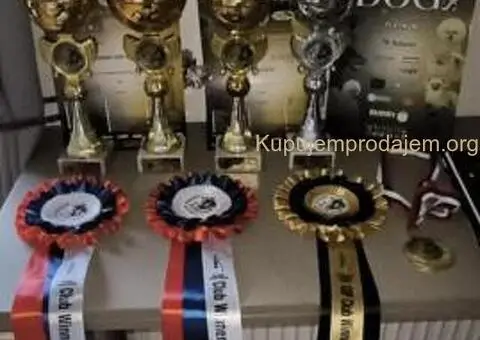 Veliki Crni Snaucer štenci - 6/15