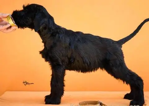 Veliki Crni Snaucer štenci - 7/15