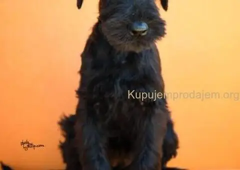 Veliki Crni Snaucer štenci - 8/15