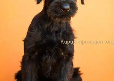 Veliki Crni Snaucer štenci - 9/15