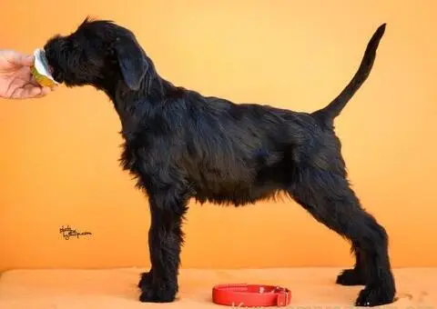 Veliki Crni Snaucer štenci - 10/15