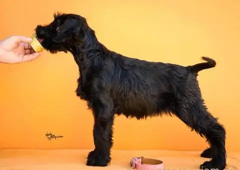 Veliki Crni Snaucer štenci - 11/15