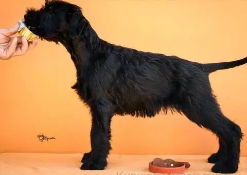 Veliki Crni Snaucer štenci - 12/15