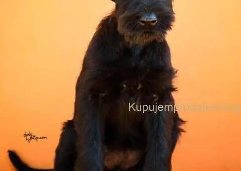 Veliki Crni Snaucer štenci - 13/15