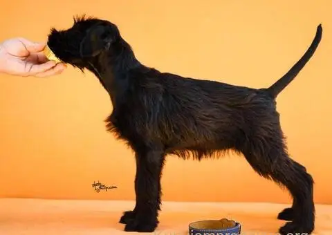 Veliki Crni Snaucer štenci - 14/15