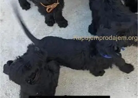 Veliki Crni Snaucer štenci - 15/15