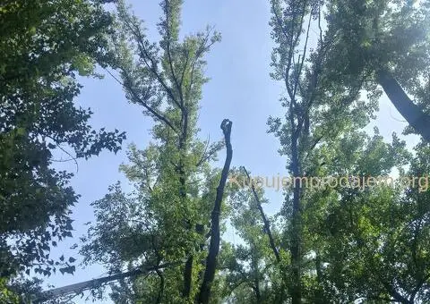 Obaranje kritičnih stabala - 1/5