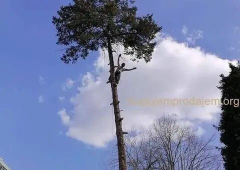 Obaranje kritičnih stabala - 2/5