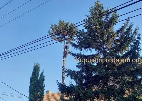 Obaranje kritičnih stabala - 3/5