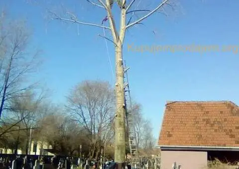 Obaranje kritičnih stabala - 5/5