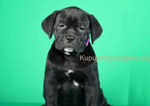 Cane Corso TOP štenci - 1/8