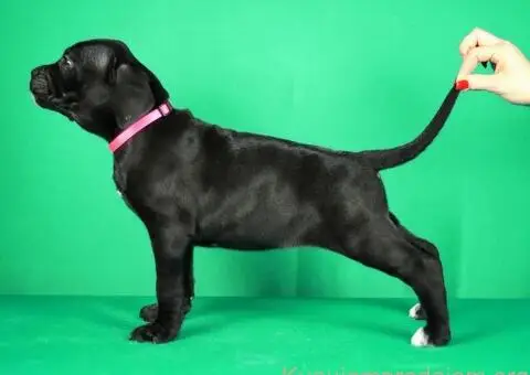 Cane Corso TOP štenci - 2/8