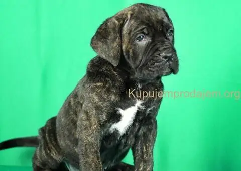Cane Corso TOP štenci - 3/8