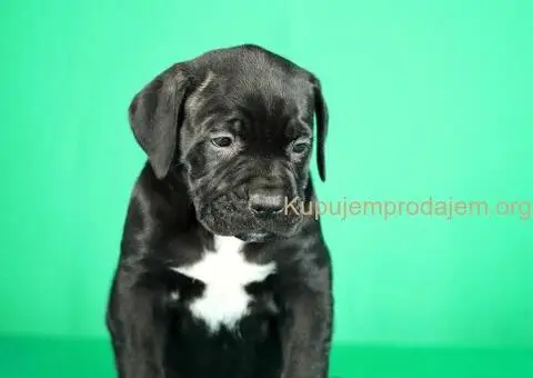 Cane Corso TOP štenci - 5/8