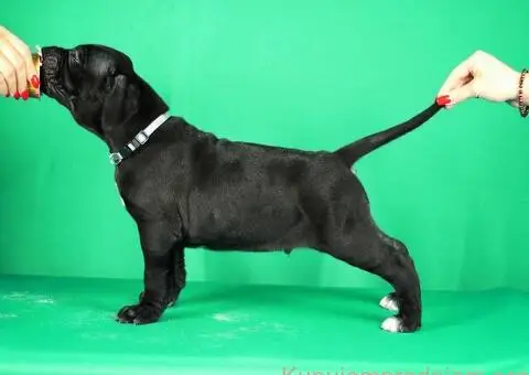 Cane Corso TOP štenci - 6/8