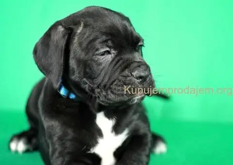 Cane Corso TOP štenci - 7/8
