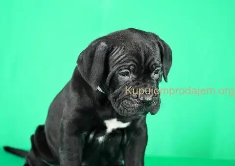 Cane Corso TOP štenci - 8/8