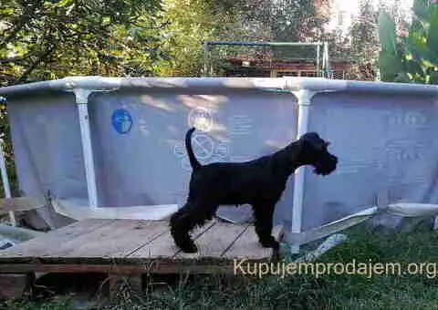 Prodajem štence patuljastog ŠNAUCERA, crne boje - 1/5