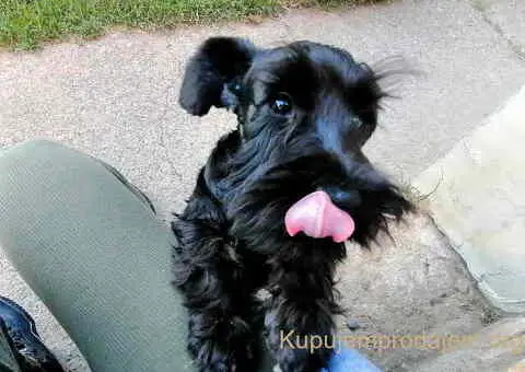 Prodajem štence patuljastog ŠNAUCERA, crne boje - 2/5