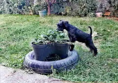 Prodajem štence patuljastog ŠNAUCERA, crne boje - 3/5