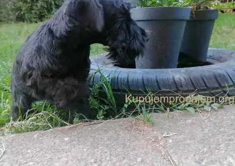 Prodajem štence patuljastog ŠNAUCERA, crne boje - 4/5