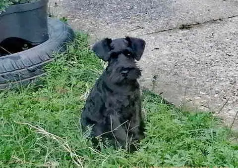 Prodajem štence patuljastog ŠNAUCERA, crne boje - 5/5