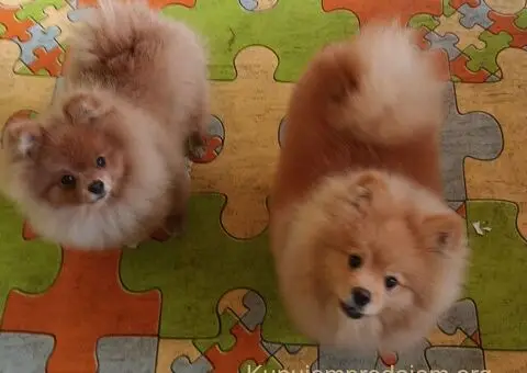 Nemački špic-Pomeranac-štenci - 1/5