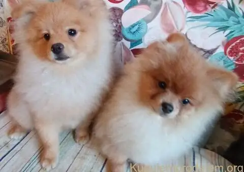 Nemački špic-Pomeranac-štenci - 2/5