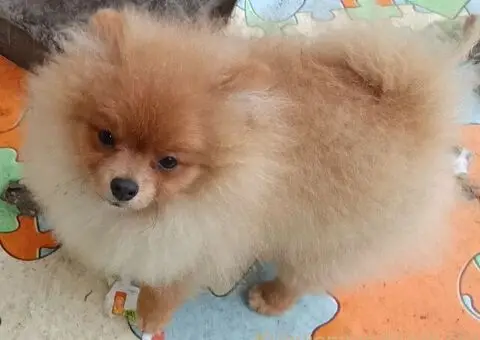 Nemački špic-Pomeranac-štenci - 3/5