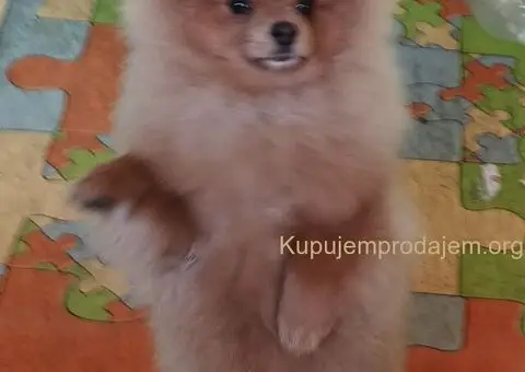 Nemački špic-Pomeranac-štenci - 4/5