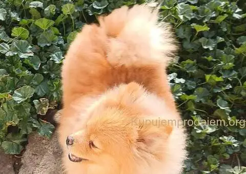 Nemački špic-Pomeranac-štenci - 5/5