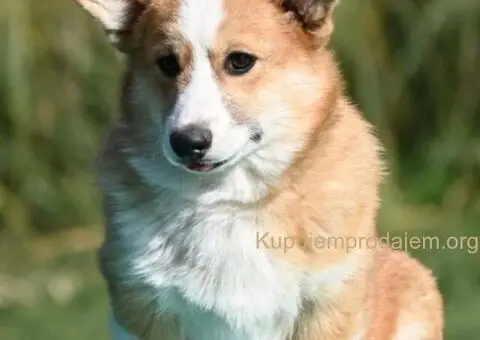 Velški korgi/Welsh Corgi Pembroke - 1/4