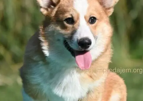 Velški korgi/Welsh Corgi Pembroke - 2/4