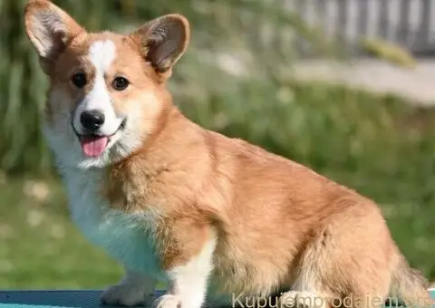 Velški korgi/Welsh Corgi Pembroke - 3/4