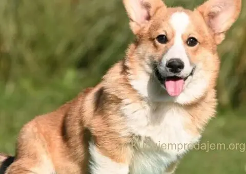 Velški korgi/Welsh Corgi Pembroke - 4/4