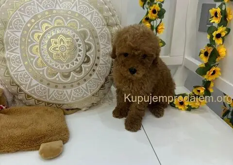 Stenci toy i mini pudle - 2/5