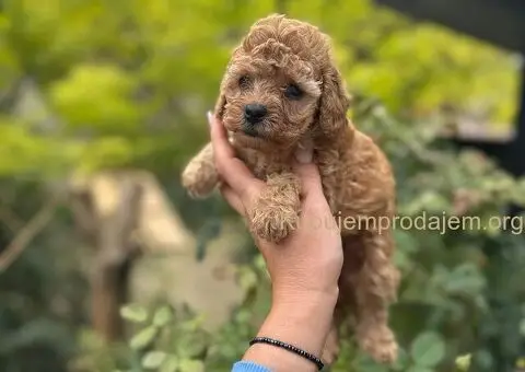 Stenci toy i mini pudle - 3/5