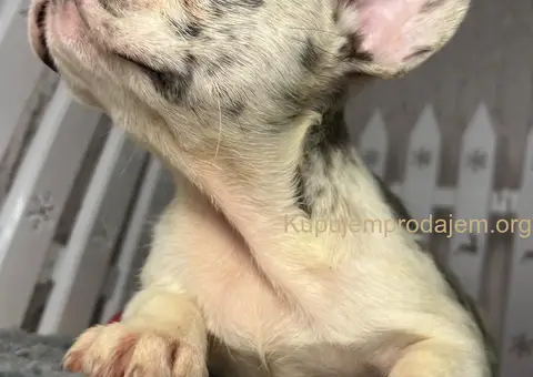 Francuski Buldog štenci - 1/6