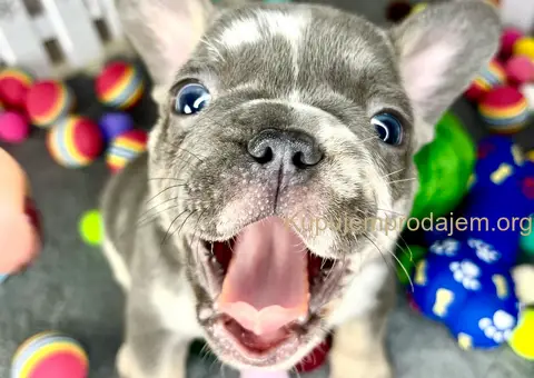 Francuski Buldog štenci - 2/6