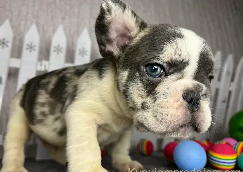 Francuski Buldog štenci - 3/6