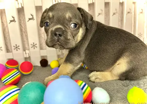 Francuski Buldog štenci - 4/6