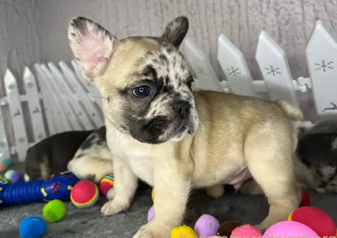 Francuski Buldog štenci - 5/6