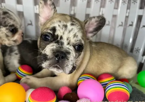 Francuski Buldog štenci - 6/6