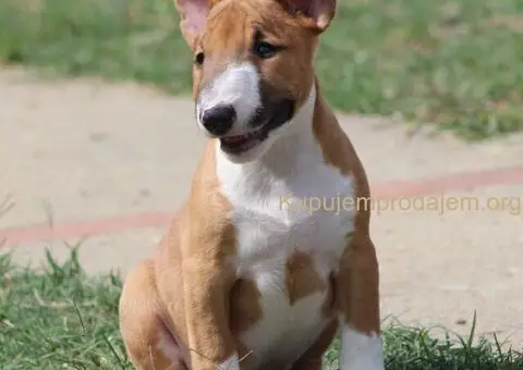 Mini Bull Terijer štenci - 6/15
