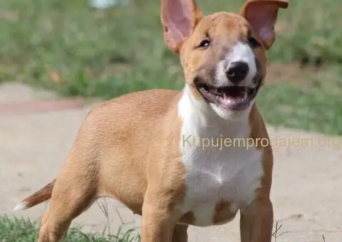 Mini Bull Terijer štenci - 7/15