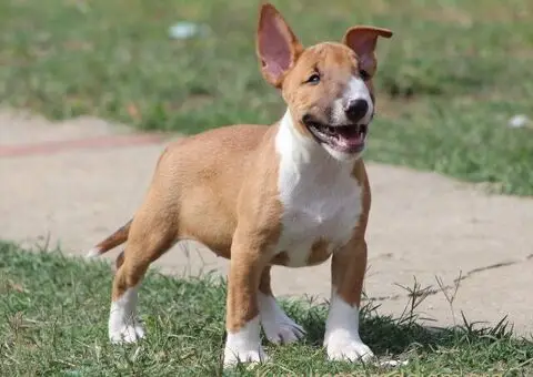 Mini Bull Terijer štenci - 8/15